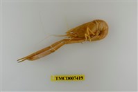 藏品(粗糙沼蝦)的圖片